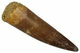 Fossil Plesiosaur (Zarafasaura) Tooth - Morocco #354714-1